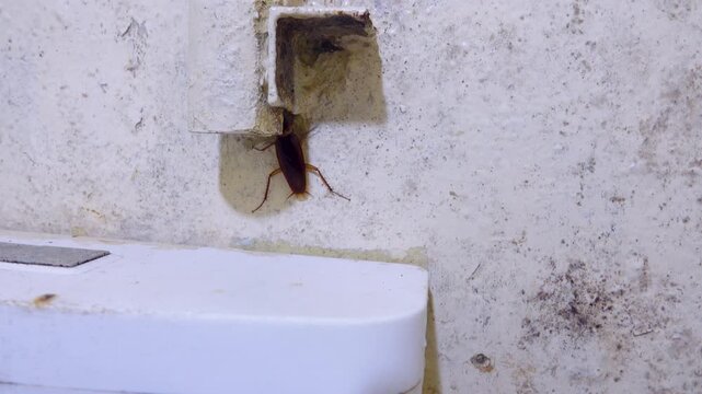 German cockroach in a public kitchen with moderate sanitation, household pest, insect pests, infection carrier