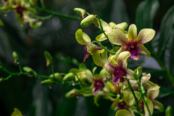 Obraz premium Yellow and pink Dendrobium Australian Artist orchid in flower
