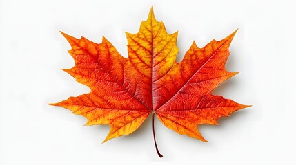 Fototapeta premium Vibrant Autumn Leaf Displaying Rich Orange and Red Colors Against a Plain Background