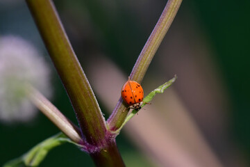 multicoloured Asian lady beetle on an angelica plant