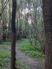 path in the woods