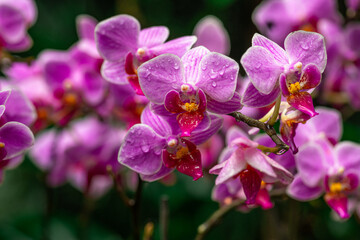 Photo of Doritaenopsis Orchid. Doritaenopsis orchids are native to Southeast Asia