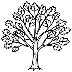 Obraz premium Northern hackberry line art vector