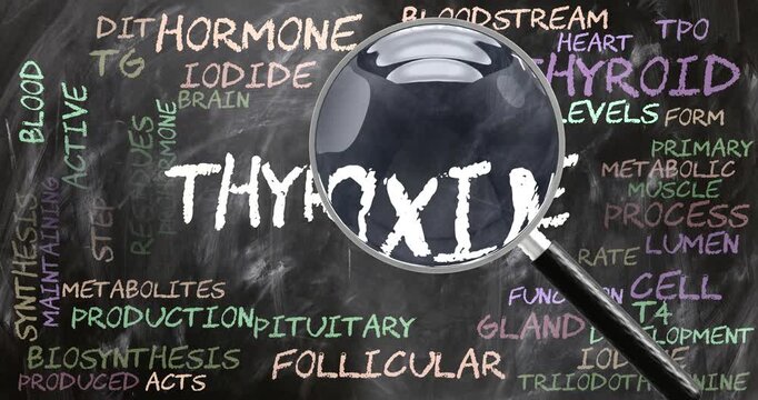 Thyroxine being studied, examined - under close inspection. Most important subjects and ideas closely related to thyroxine written on a blackboard inspected by a magnifying glass. Can be looped