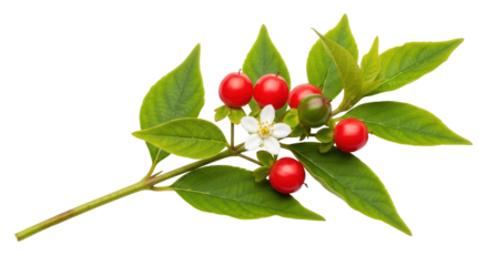 Isolated Bittersweet Nightshade Plant