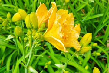 Bright Yellow Daylilies in Bloom: Vibrant Summer Garden Floral Inspiration for Home Decor