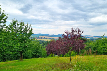 Tranquil Countryside Landscape with Lush Trees and Rolling Hills