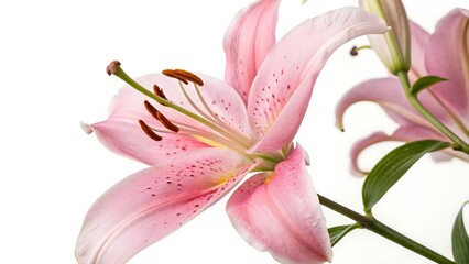 pink lily flower,flower, pink, nature, lily, plant, beauty, flowers, isolated, flora, blossom, spring, bloom, white, garden, floral, petal, lilly, closeup,