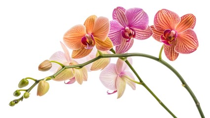 A vibrant pink Phalaenopsis orchid blossom with delicate petals blooms on a beautiful branch, isolated against a white background