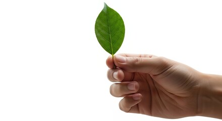 A hand holding a single green leaf against a bright white background in a studio setting close up