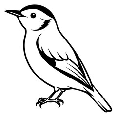 Obraz premium Nuthatch line art vector