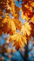 Golden autumn leaves against a blue sky