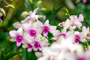 Dendrobium nobile belongs to the genus of epiphytic orchids which are commonly used as indoor or garden ornamental plants