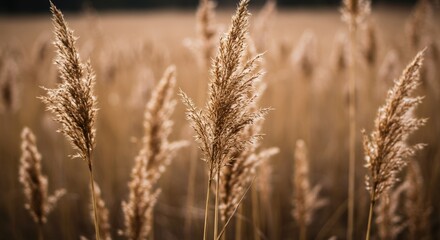 Obraz premium Macro shot of dry, feathery brown grass.