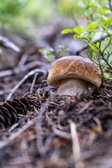Close-up of a Boletus mushroom growing in a forest, surrounded by pine needles and green plants.