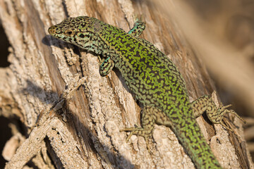 Formentera Wall Lizard