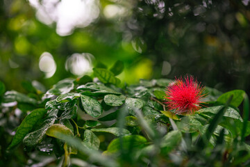 USA Hawaiian Islands Kauai Closeup of Red 'ohi'a lehua Flower