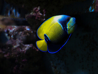 Obraz premium yellow and blue tropical fish in aquarium