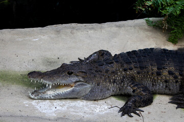 crocodile with its mouth open
