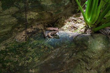 frog sitting in the sun 