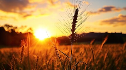Naklejka premium A golden sunset over a wheat field, highlighting a single stalk of wheat.