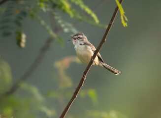 GeneraA small, vibrant Rufous fronted  prinia perched on a tree  branch, against a vibrant green blurred background in daylight.ted Image