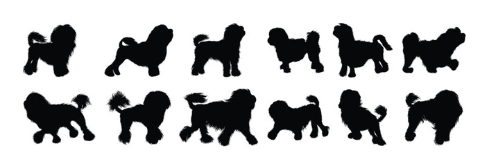 vector set of realistic illustrations of lowchen dog