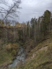 river in the forest
