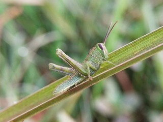 macro photo of a green grasshopper perched on a blade of grass