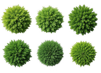 Six spherical green plants arranged in two rows isolated on transparent background