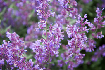 Spring flowers under sunlight. Lilac flowers close up. Beautiful landscape of nature with a panoramic view. Sunny summer. Beautiful field with flowers.