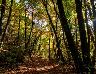 Obraz premium Autumn forest path