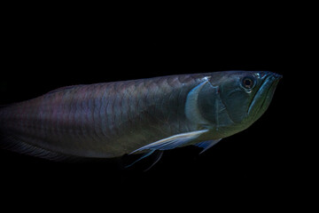 Fototapeta premium Close up view of an Arowana againts dark background, a freshwater bony fish of the subfamily Osteoglossinae, also known as bony tongues