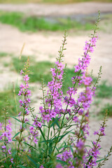 Pink purple flower chamaenerion angustifolium  blooming in the meadow.