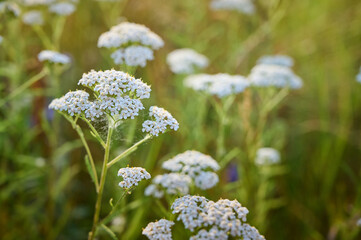 Common yarrow (Achillea) white flowers close up. Medicinal organic natural herbs, plants concept. Wild yarrow, wildflower.п