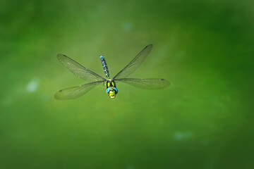 Blaugrüne Mosaikjungfer (Aeshna cyanea) Männchen im Flug von vorn mit grünem Bokeh -...