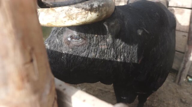 Close up view of a A locked up bull turning up to see outside his wodden cage during a "Corraleja", amateur bullfight event typically from the Colombian Caribbean.