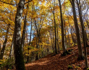 Obraz premium Autumn forest path. Sunlight filters through golden trees