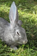 rabbit in the grass