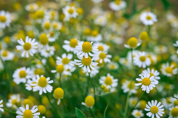 Matricaria chamomilla flowers on meadow. Herbal plant.