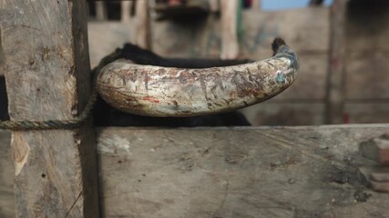Close up view of The horn of a bull wounded during an amateur bullfight event called "corraleja", typically from the Colombian Caribbean.