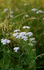 Common yarrow (Achillea) white flowers close up. Medicinal organic natural herbs, plants concept. Wild yarrow, wildflower.