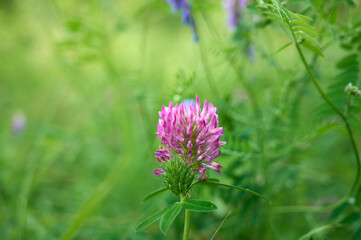 Pink purple flower chamaenerion angustifolium  blooming in the meadow.