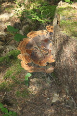 Naklejka premium turtle in the forest