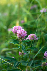 Pink purple flower chamaenerion angustifolium  blooming in the meadow.