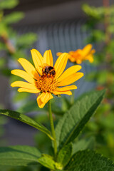 A vibrant yellow daisy blossoms in a summer garden, its petals dusted with pollen as a busy bee lands for a close-up