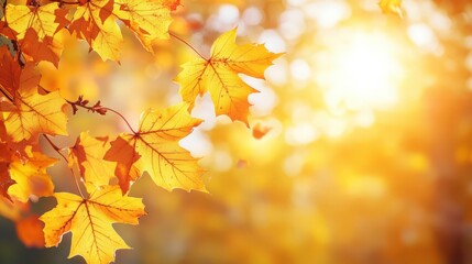 Obraz premium Bright autumn leaves in golden sunlight