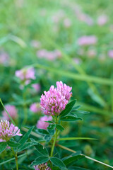 Pink purple flower chamaenerion angustifolium  blooming in the meadow.