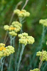Close up view of helichrysum arenarium, immortel on natural background.
