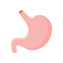 Stomach flat vector illustration isolated on white background